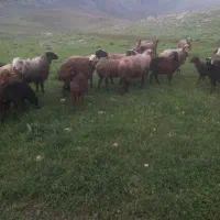 میش وبره