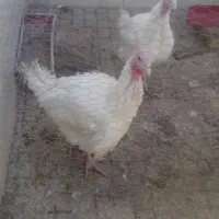 بوقلمون 3کیلو الی 4 کیلویی قیمت دونه ای 2200