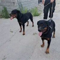 واگذاری توله روتوایلر