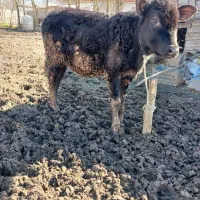 گوساله گاو گل درگ