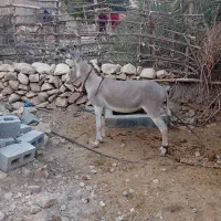 فروش یک عدد الاغ