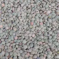 حبوبات