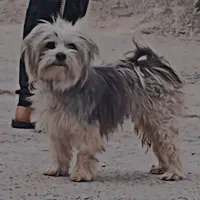 یاسوج