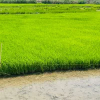 فروش بذر شالی دم سیاه مرغوب بدون علف و بدون نَرَک