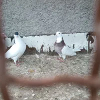 کبوتر طوقی سرخ نر پر سفید نر هردو پرشی