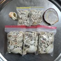 گوش ماهی،صدف،حلزون