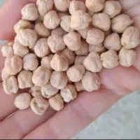 نخود ترکیه ای زودپز اعلا