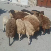 برای پروار بره نر