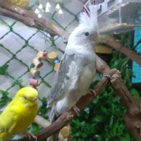 عروس هلندی و مرغ عشق
