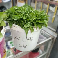 نشا گوجه فلفل بادمجان و انواع بذر برای کاشت