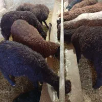 12راس بره جفتی 50