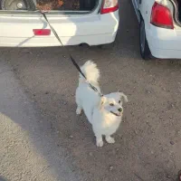 برای جفت گیری