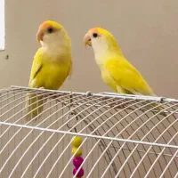 طوطی کوتوله