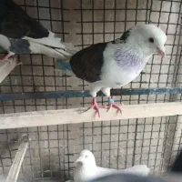 کبوترگمشده