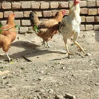 مرغ گلپایگانی و خروس لاری