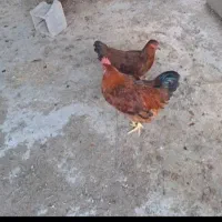 مرغ وخروس