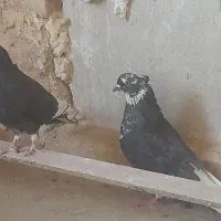 کفتر اصیل کاشان