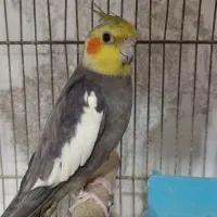عروس هلندی پیدا شده
