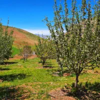 باغ قدیمی و مثمر