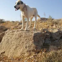 سگ درشت وتمیز