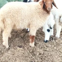 بره نر  با یه جفت کوچیک