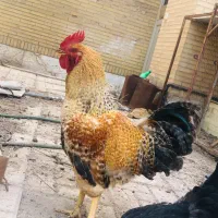 خروس