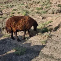 بره نر همو و  میش هترو