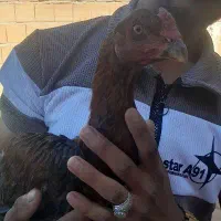 جوجه