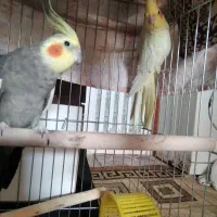 جفت نرو ماده    سالم و سرحال.  باهوش. نر سخنگو
