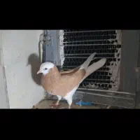 کفتر شازده زرد