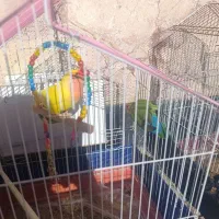 طوطی برزیلی نر و ماده