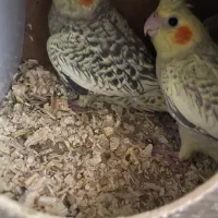 جوجه عروس هلندی