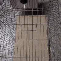 قفس