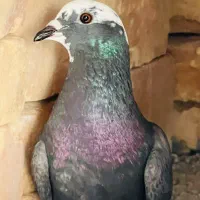 ۲عدد کفتر نابلد