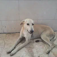 سگ بازار مناسب نگهبان