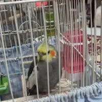 عروس هلندی مولد وجوجه هاش