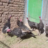 بوقلمون|حیوانات مزرعه|قیدار, |دیوار