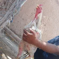 2 عدد مرغ و یک خروس لاری اصیل