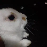 خرگوش 5 ماهه