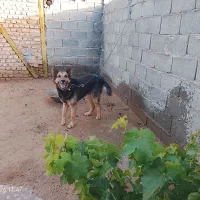 سگ نژاد دار