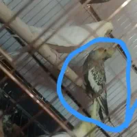 عروس هلندی گمشده