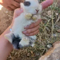 خرگوش