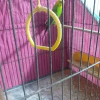 مرق عشق نرو ماده بالغ