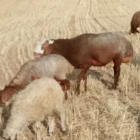 قوچ مهربانی