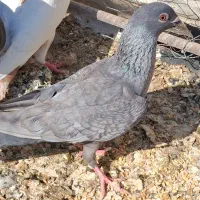 دوکت سیاه پلاکی و موشی طوق سفید