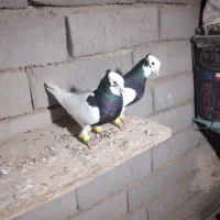 طوقی سیا نر