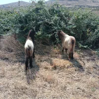 دوتکه عراقی دوساله مناسب برای دامازدخ وهم کشتاری