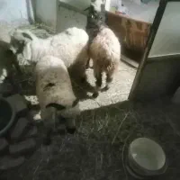 ۳تابره نرشیرمست سالم بخور مخصوص پروار