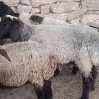 شیشک میش بره دار