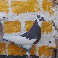 کفتر